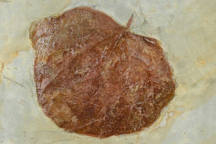 Fossil Leaf (Zizyphoides) - Montana #115254